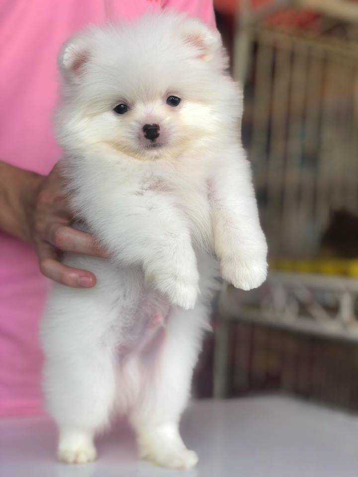 Ch� Ph c S�c u2013 Pomeranian u2013 Trang 2 u2013 M T PET FAMILY