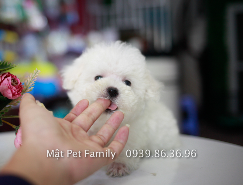 Bé Poodle Tiny Trắng – Mật Pet Family
